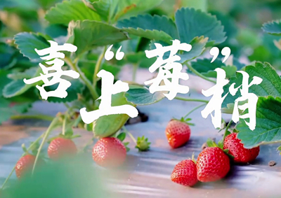 中國(guó)電信的信息技術(shù)正成為草莓種植戶拓展銷售、傳播口碑的新農(nóng)具_(dá)400.jpg